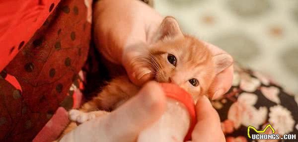 幼猫幼犬吃什么? 达人告诉你「正确饮食」是猫狗成长的关键