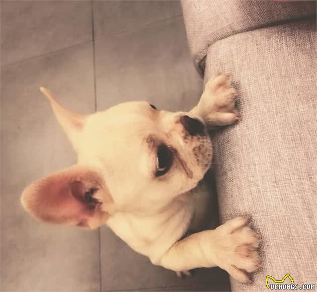 狗狗产生攻击行为的5个原因