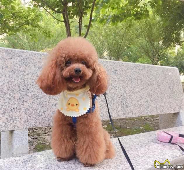 狗狗产生攻击行为的5个原因