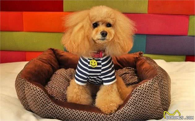主人用这个狗窝给狗过冬？性格极度了，怪谁？