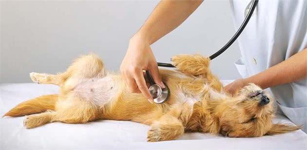 狗狗呼吸困难，还不喜欢运动？可能患上这3种老年犬易发的心脏病