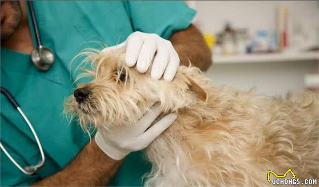 狗狗呼吸困难，还不喜欢运动？可能患上这3种老年犬易发的心脏病