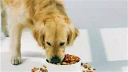 犬粮的分类及用途介绍、爱宠书院