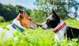 狗狗并不是是一见面就能够对上眼，想要它们结为夫妻，主人需要做豫备