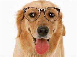 想买狗狗的注意啦！教你要是挑选一只健康的宠物犬，简单又实用