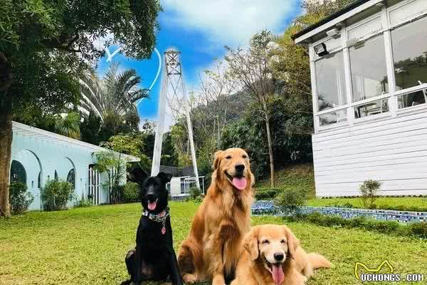 狗狗一坐车就吐，主人坚持3个月，它终于能高兴坐车出来玩