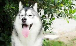 夏季中暑太可怕，铲屎官不可不知的狗狗急救保命措施！