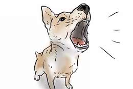 狗为什么老是叫？这背后的原因是什么？