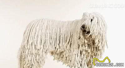 可蒙犬吃什么可蒙犬必须要吃的三大种类