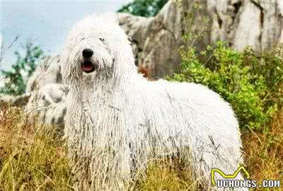 可蒙犬吃什么可蒙犬必须要吃的三大种类
