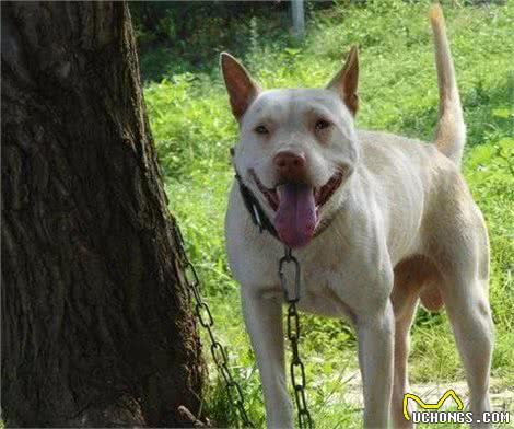 田园猎犬之—老猎人挑选猎犬的3种方法，都是经验之谈