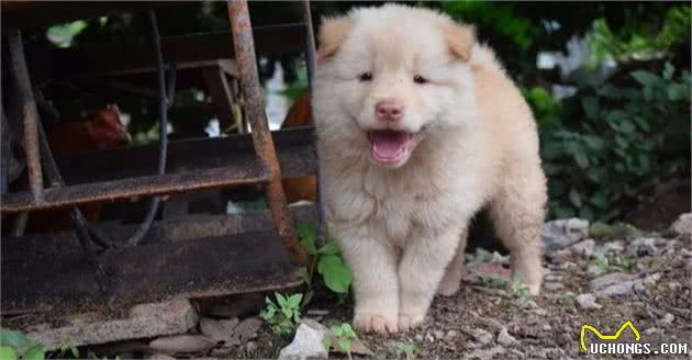 田园猎犬之—老猎人挑选猎犬的3种方法，都是经验之谈