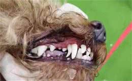 养了那么久的狗，居然不知道它几岁？快来看看你家狗狗几岁吧