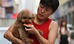 泰迪犬不能吃的7种食物，你有在喂吗？