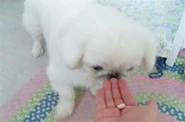 养狗一个月要花多少钱？不算不知道，一算吓一跳，一年要花这么多
