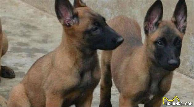马犬的基本饲养方法你都知道吗？