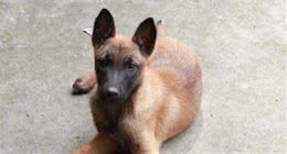 马犬的基本饲养方法你都知道吗？