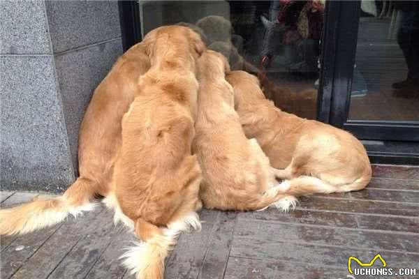 这群黄金猎犬挤在门口不愿走，主人上前驱逐竟看见超暖心画面！