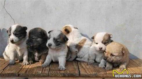 幼犬能够吃成犬犬粮吗，幼犬吃什么犬粮好