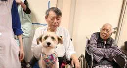 8年前冬季被剃光丢弃，米克斯泰迪成超暖狗医生