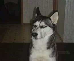 狗狗睡觉的N种姿态揭示它们有多信赖你