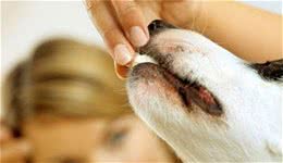 家中的这5种药物，一定得远离狗狗，吃下一颗就已经是过量了