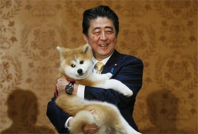 秋田犬为什么少有人养？