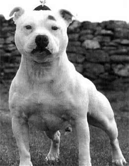 关于梗犬的历史
