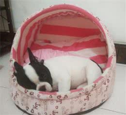 狗狗幼犬初到新家的注意事项