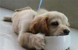 犬护食挺麻烦的，一不小心就被咬了，这4招主人能够学一下