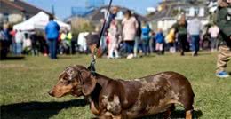 腊肠犬易患的4种疾病，原因大多和吃的有关，主人你知道吗？