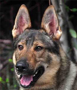 警界“三杰”—昆明犬