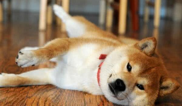 秋田犬怎么训练大小便秋田犬的训练注意事项