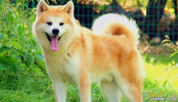 秋田犬怎么训练大小便秋田犬的训练注意事项