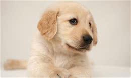 犬细小病毒的治疗细小病毒的具体症状