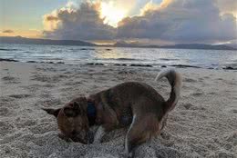 老生常谈的狗狗驱虫，你真弄明白了吗？把握三要素，从此不再困扰