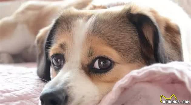 要是你想给你家爱犬配种那在这个时间段是最好了