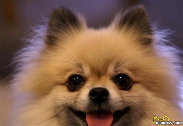 怎样饲养博美犬？