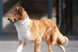 苏格兰牧羊犬训练方法用一些美食作为引诱