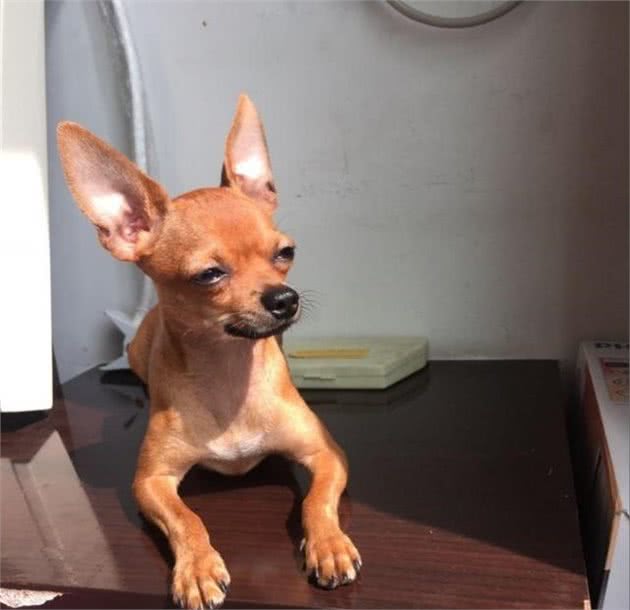 养好小鹿犬，你不可不知道的小秘密
