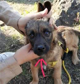 狗狗犯错了我们应不应该靠揍狗来教育它？五点教你正确教育狗狗