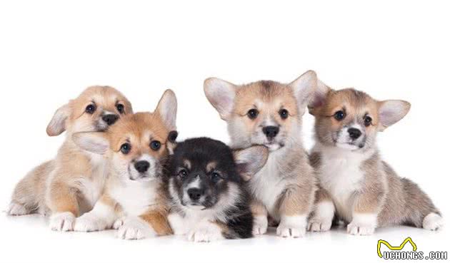 彭布罗克威尔士柯基犬历史由来，犬种标准及知识