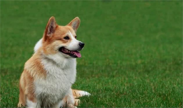 彭布罗克威尔士柯基犬历史由来，犬种标准及知识