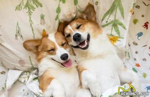 彭布罗克威尔士柯基犬历史由来，犬种标准及知识