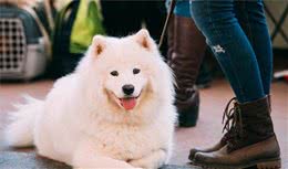 “天使”萨摩耶犬，三个致命缺陷，看了还敢养吗？