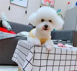 如何给狗狗清理耳垢和耳毛