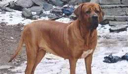 土佐犬，天生的无声的斗士，东方斗犬之王