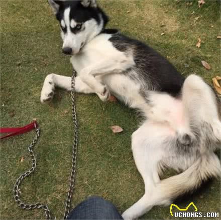 这几招教你学会挑选性价比最高的国产犬粮