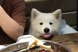 萨摩耶犬出门遛弯乱寻食，学会三点拒食方法，让爱犬防止吃坏肚子！