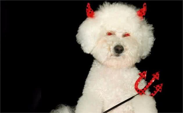 比熊犬的5个“底线”，千万别随便触碰，会伤心还可能会咬人